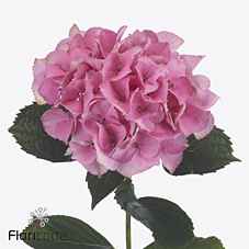 Срезанные цветы оптом Hydrangea royal love от 10шт из Голландии с доставкой по России