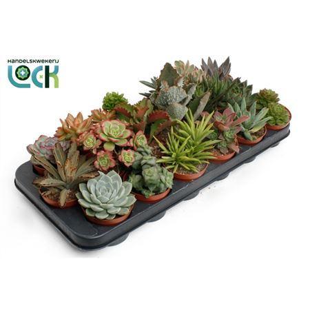 Горшечные цветы и растения оптом Succulenten Gemengd от 18шт (для телеги) из Голландии с доставкой по России