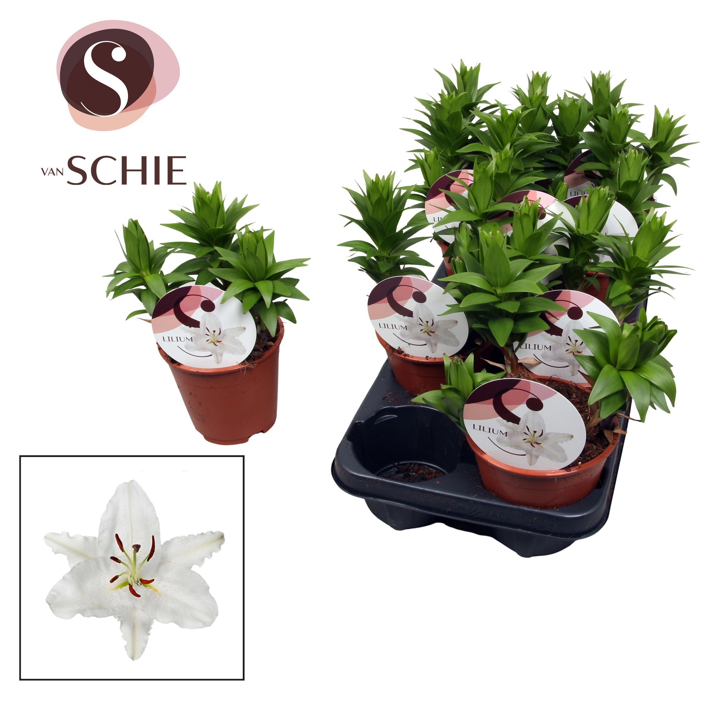 Горшечные цветы и растения оптом Lilium Oriental Watch Me Grow Wit от 9шт из Голландии с доставкой по России