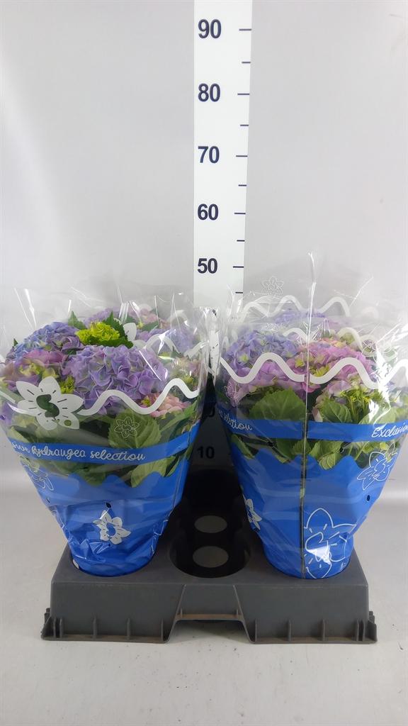 Горшечные цветы и растения оптом Hydrangea Mac. early Blue от 4шт из Голландии с доставкой по России