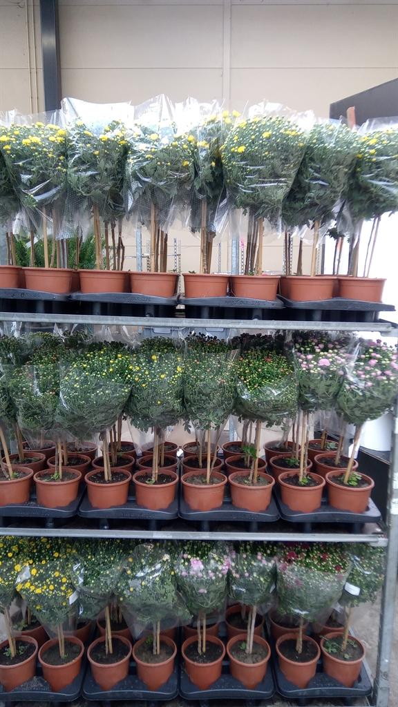 Горшечные цветы и растения оптом Chrysanthemum ..gr от 6шт из Голландии с доставкой по России