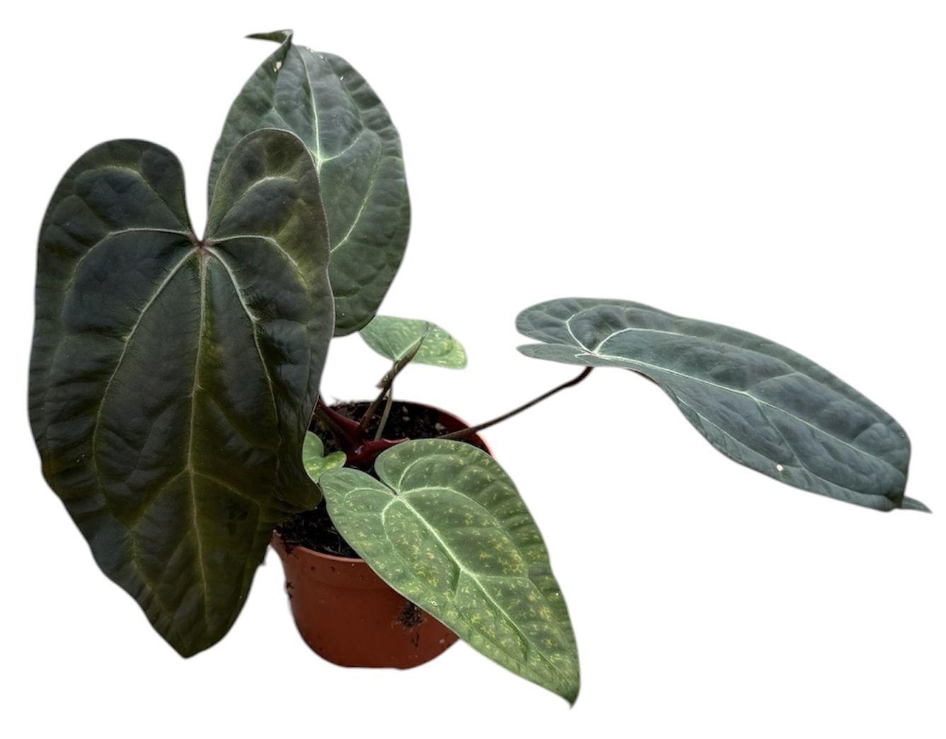Горшечные цветы и растения оптом Anthurium Darkie от 1шт из Голландии с доставкой по России