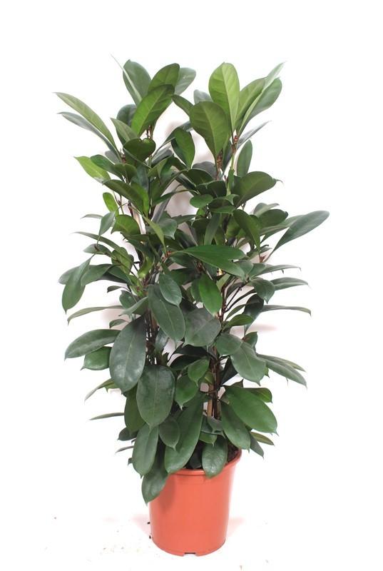 Горшечные цветы и растения оптом Ficus Cyathistipula 2pp от 1шт из Голландии с доставкой по России