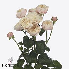 Срезанные цветы оптом Rosa spray royal blush от 30шт из Голландии с доставкой по России