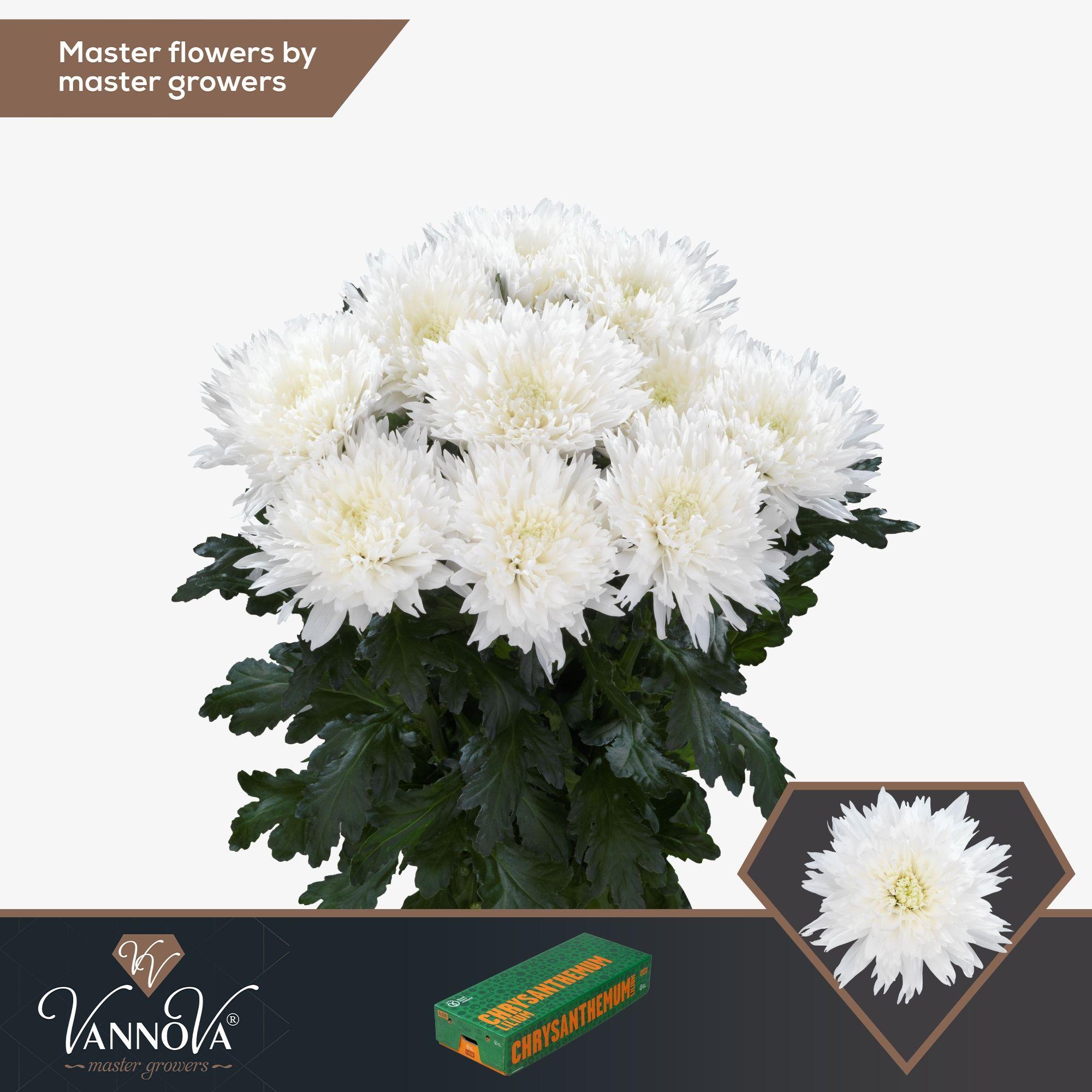 Срезанные цветы оптом Chrys bl undercover от 120шт. из Голландии с доставкой по России