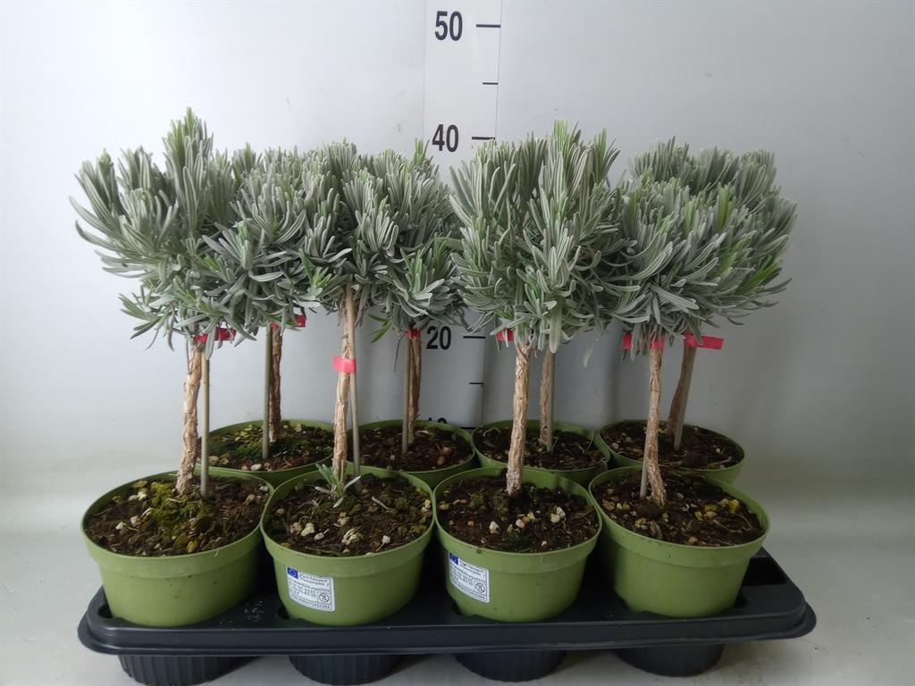 Горшечные цветы и растения оптом Lavandula Angus. от 8шт из Голландии с доставкой по России
