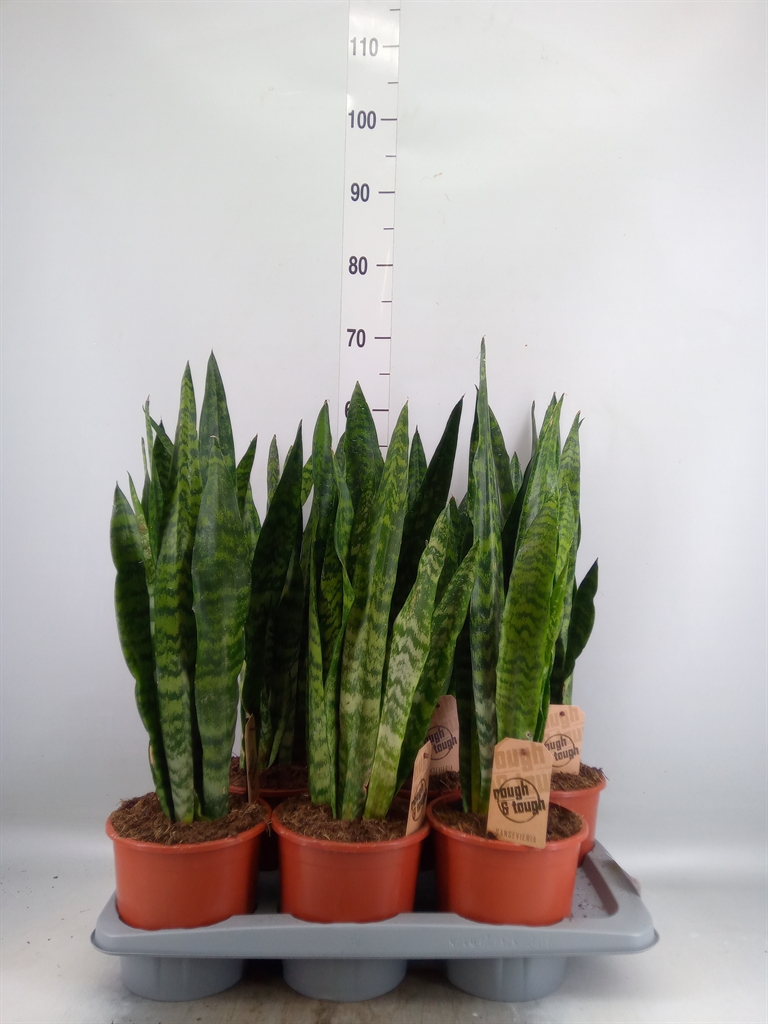 Горшечные цветы и растения оптом Sansevieria Zeylanica от 6шт из Голландии с доставкой по России