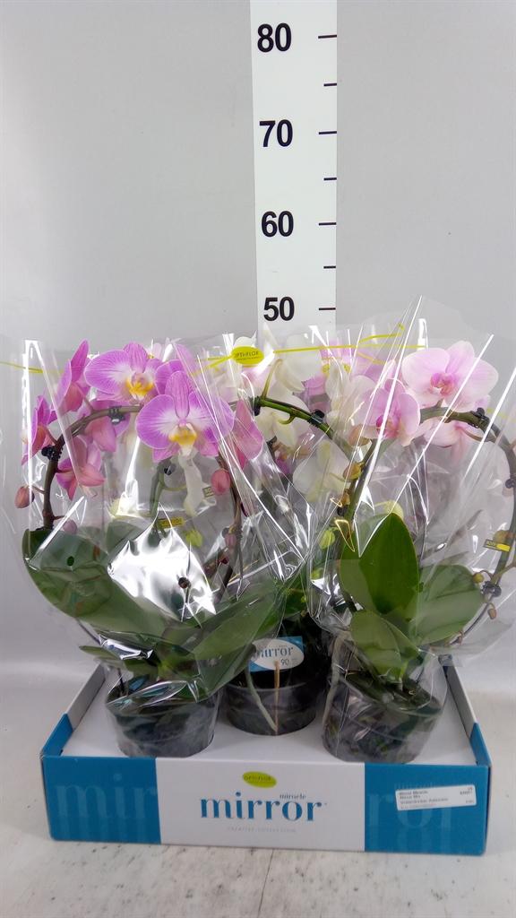 Горшечные цветы и растения оптом Phalaenopsis ...mix 3 от 5шт из Голландии с доставкой по России