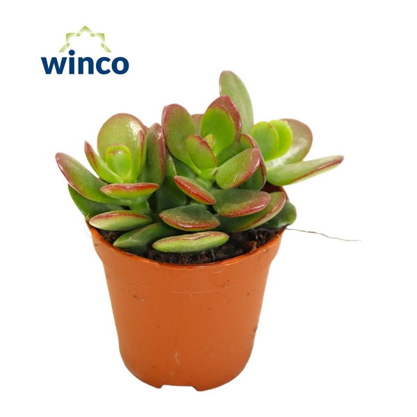 Горшечные цветы и растения оптом Crassula Minor от 20шт (для телеги) из Голландии с доставкой по России