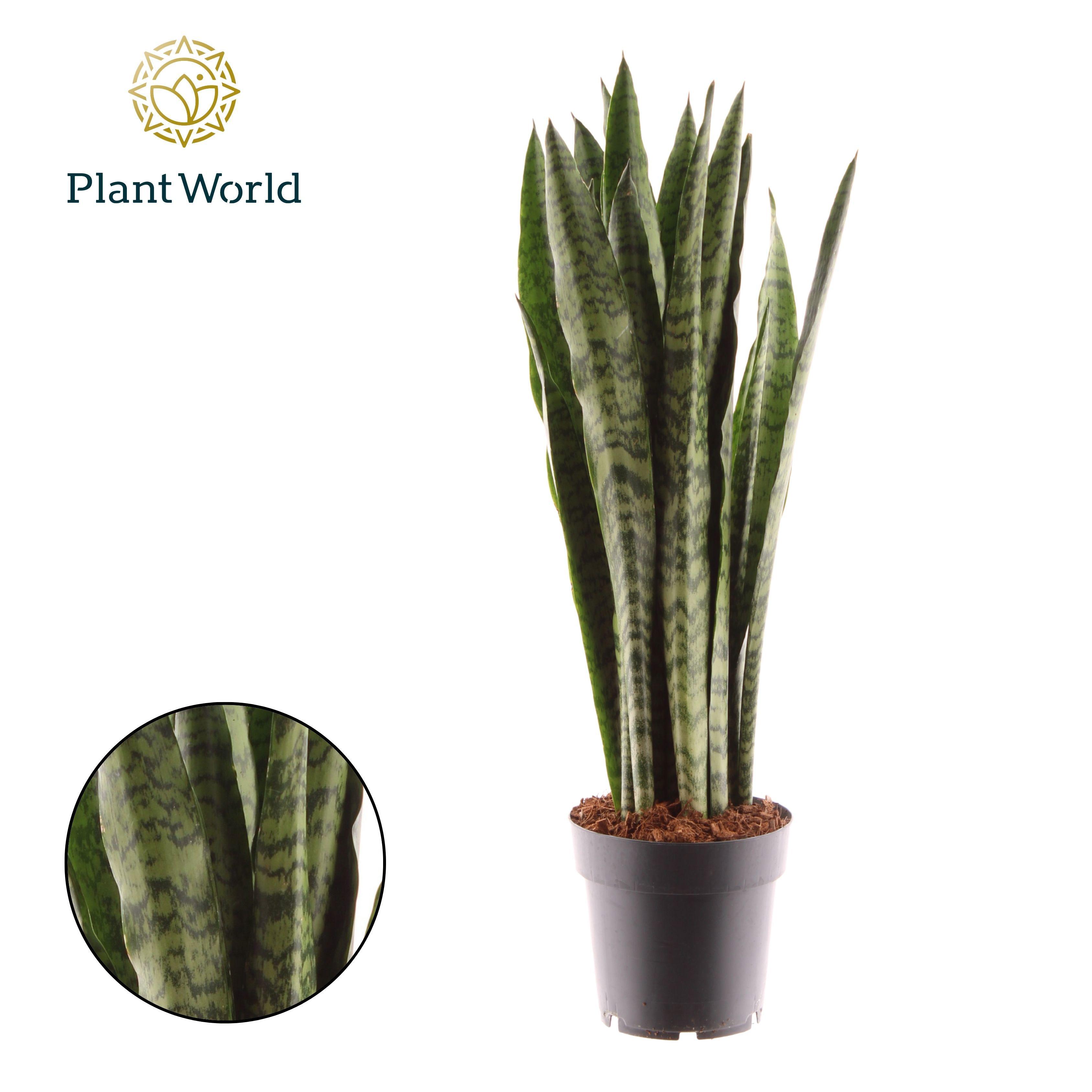Горшечные цветы и растения оптом Sansevieria Zeylanica] от 7шт из Голландии с доставкой по России