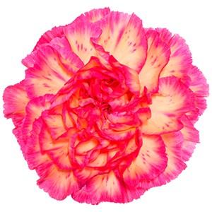 Срезанные цветы оптом Dianthus st spritz от 80шт из Голландии с доставкой по России