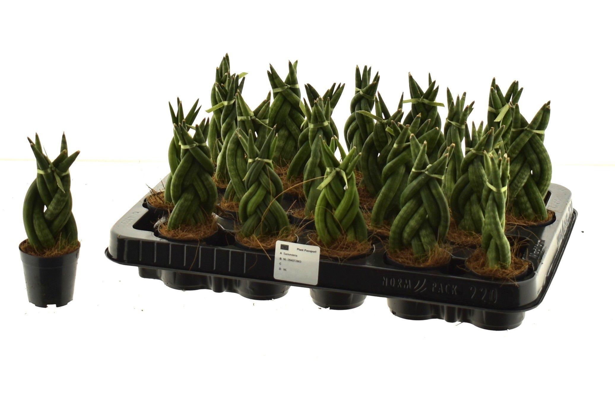 Горшечные цветы и растения оптом Sansev Cylindrica Ov от 20шт (для телеги) из Голландии с доставкой по России