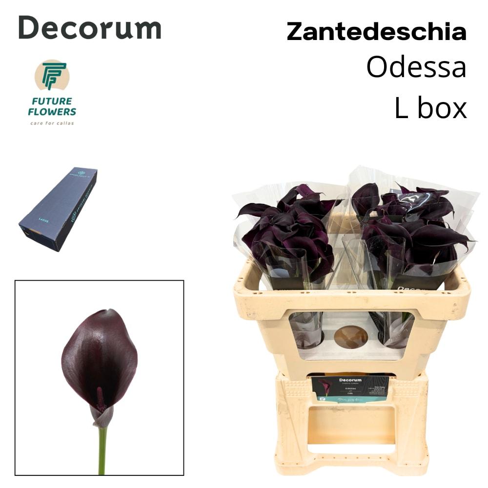 Срезанные цветы оптом Zantedeschia odessa от 160шт из Голландии с доставкой по России