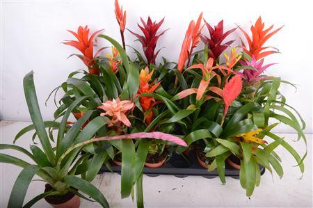 Горшечные цветы и растения оптом Bromelia Mix от 18шт (для телеги) из Голландии с доставкой по России