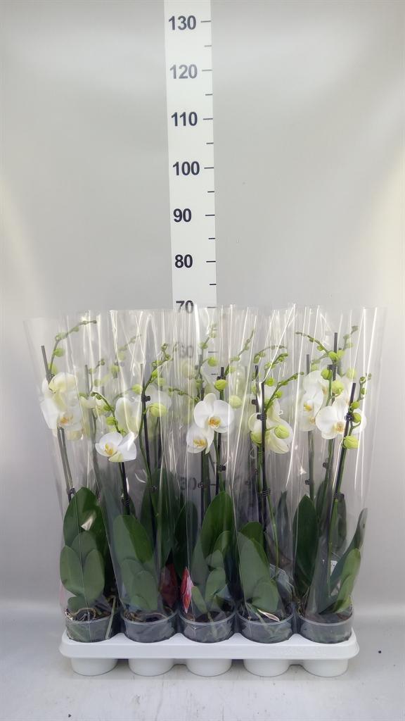 Горшечные цветы и растения оптом Phalaenopsis ...white от 10шт из Голландии с доставкой по России