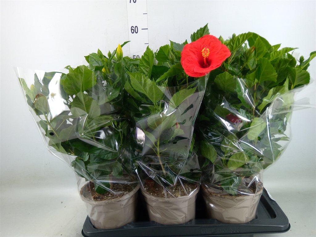 Горшечные цветы и растения оптом Hibiscus Rosa-sin.   ...mix от 6шт из Голландии с доставкой по России