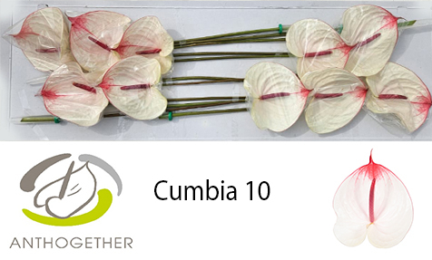 Срезанные цветы оптом Anthurium cumbia от 10шт из Голландии с доставкой по России