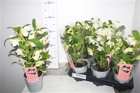 Горшечные цветы и растения оптом Dendr N S C Apollon Wild * Spring Deal * от 6шт из Голландии с доставкой по России