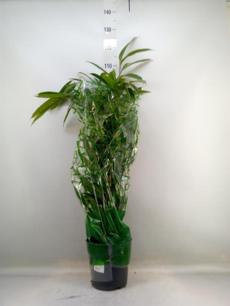 Горшечные цветы и растения оптом Ficus Bin Amstel King от 1шт из Голландии с доставкой по России