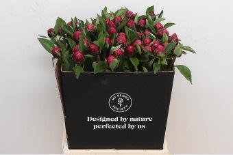 Срезанные цветы оптом Paeonia red sarah bernhardt от 50шт из Голландии с доставкой по России
