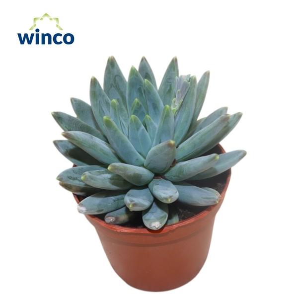 Горшечные цветы и растения оптом Echeveria Hookerii от 18шт (для телеги) из Голландии с доставкой по России