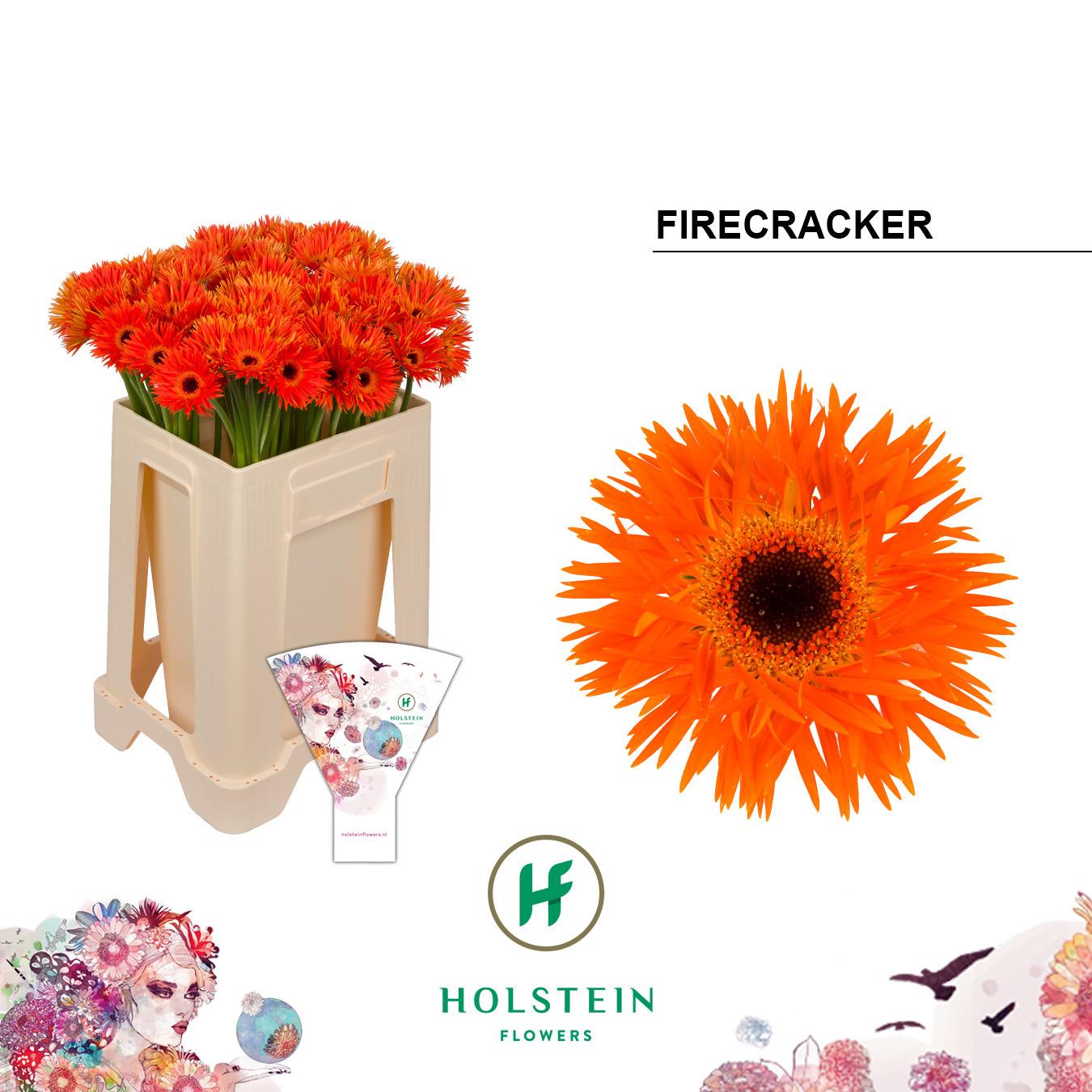 Срезанные цветы оптом Germini gerspider firecracker от 80шт из Голландии с доставкой по России