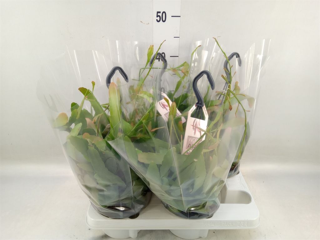 Горшечные цветы и растения оптом Rhipsalis   ... от 4шт из Голландии с доставкой по России