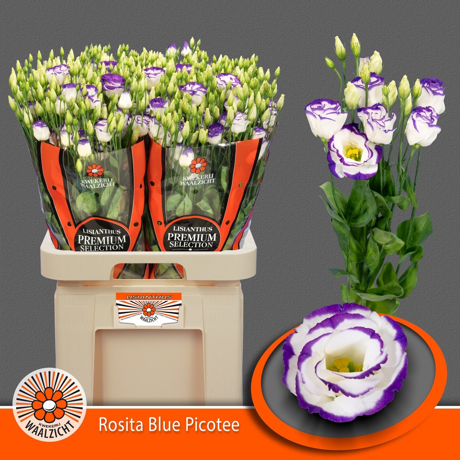Срезанные цветы оптом Lisianthus do rosita blue picotee от 40шт из Голландии с доставкой по России