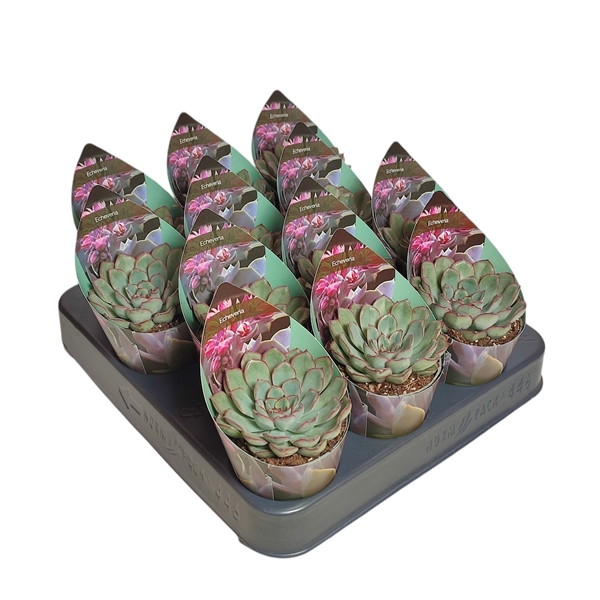 Горшечные цветы и растения оптом Echeveria Pulidonis Potcover от 12шт (для телеги) из Голландии с доставкой по России