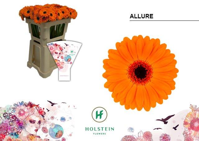 Срезанные цветы оптом Germini allure от 80шт из Голландии с доставкой по России