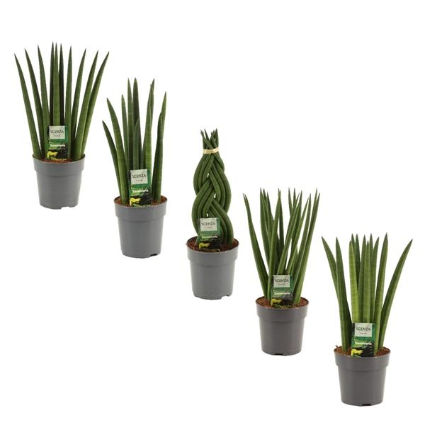 Горшечные цветы и растения оптом Sansevieria Cylindrica Mix от 10шт из Голландии с доставкой по России