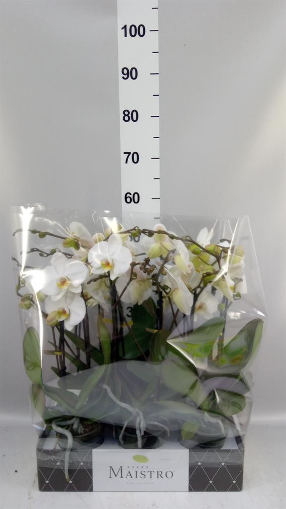 Горшечные цветы и растения оптом Phalaenopsis ...white от 6шт из Голландии с доставкой по России