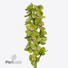 Срезанные цветы оптом Cymbidium green dublin от 6шт из Голландии с доставкой по России