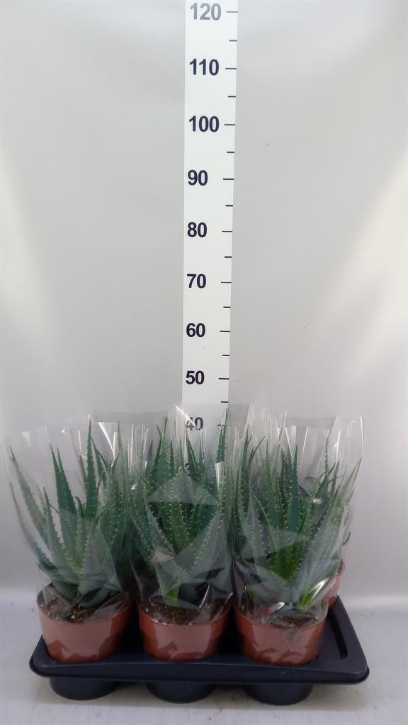 Горшечные цветы и растения оптом Aloe Arborescens A от 6шт из Голландии с доставкой по России