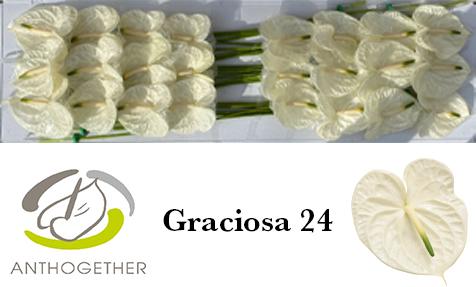 Срезанные цветы оптом Anthurium graciosa от 24шт из Голландии с доставкой по России