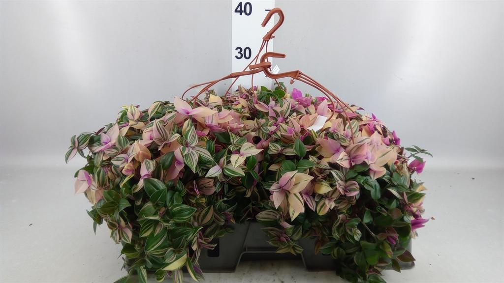 Горшечные цветы и растения оптом Tradescantia Flum. quadricolor от 3шт из Голландии с доставкой по России