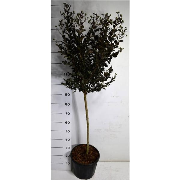 Горшечные цветы и растения оптом Lagerstroemia I. Coconut Sorbet On Stem от 1шт из Голландии с доставкой по России