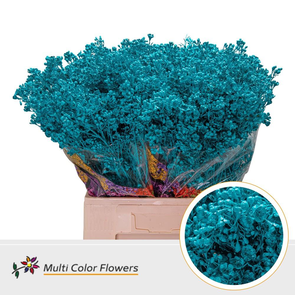 Срезанные цветы оптом Chamelaucium paint turqoise от 100шт из Голландии с доставкой по России