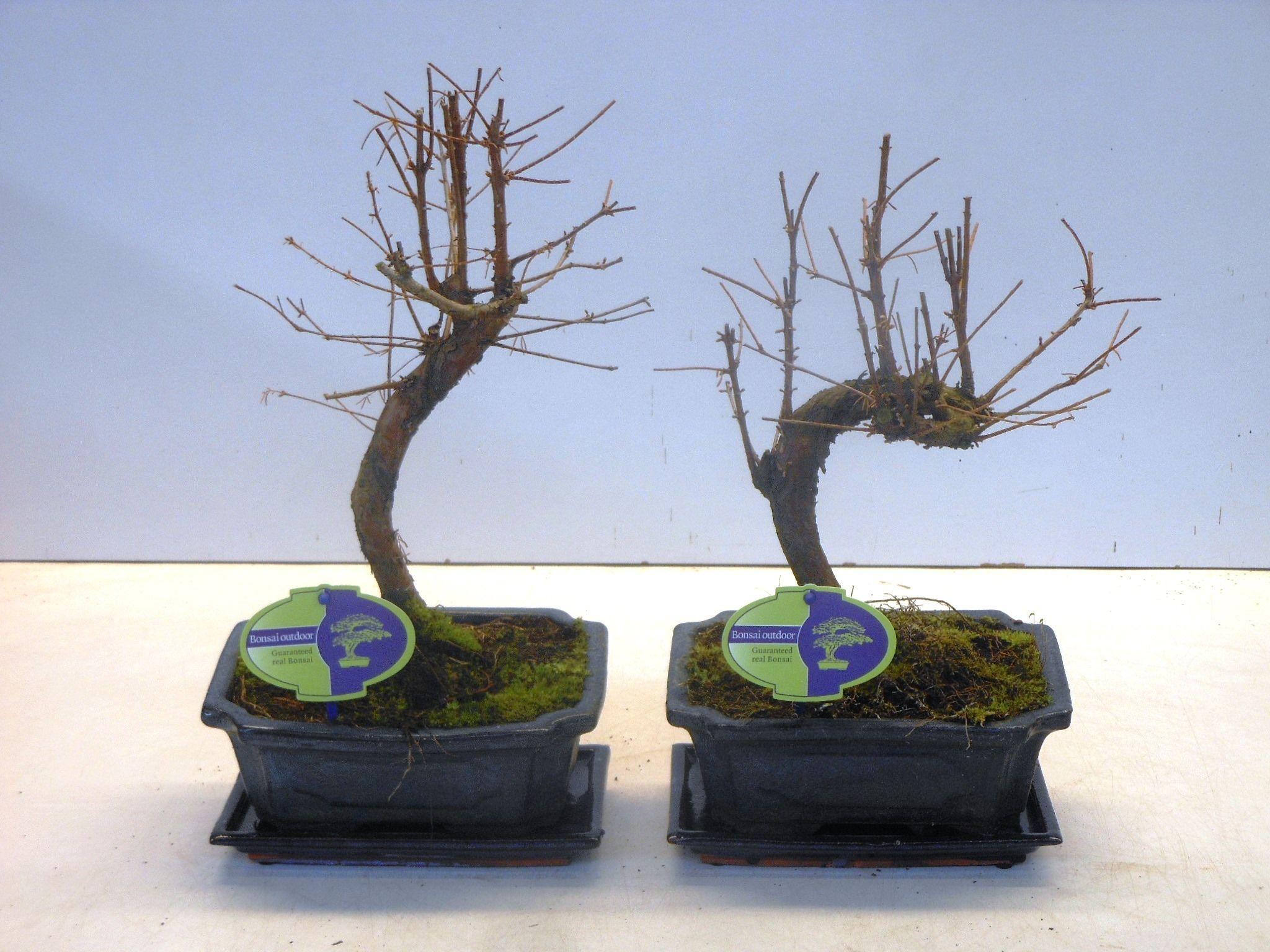 Горшечные цветы и растения оптом Bonsai Metasequoia Glyptostroboides от 5шт из Голландии с доставкой по России