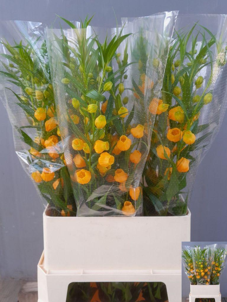 Срезанные цветы оптом Sandersonia royal highness от 50шт из Голландии с доставкой по России