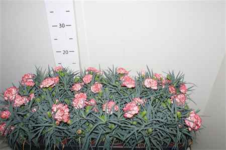 Горшечные цветы и растения оптом Dian Menorca Hyeres от 18шт из Голландии с доставкой по России