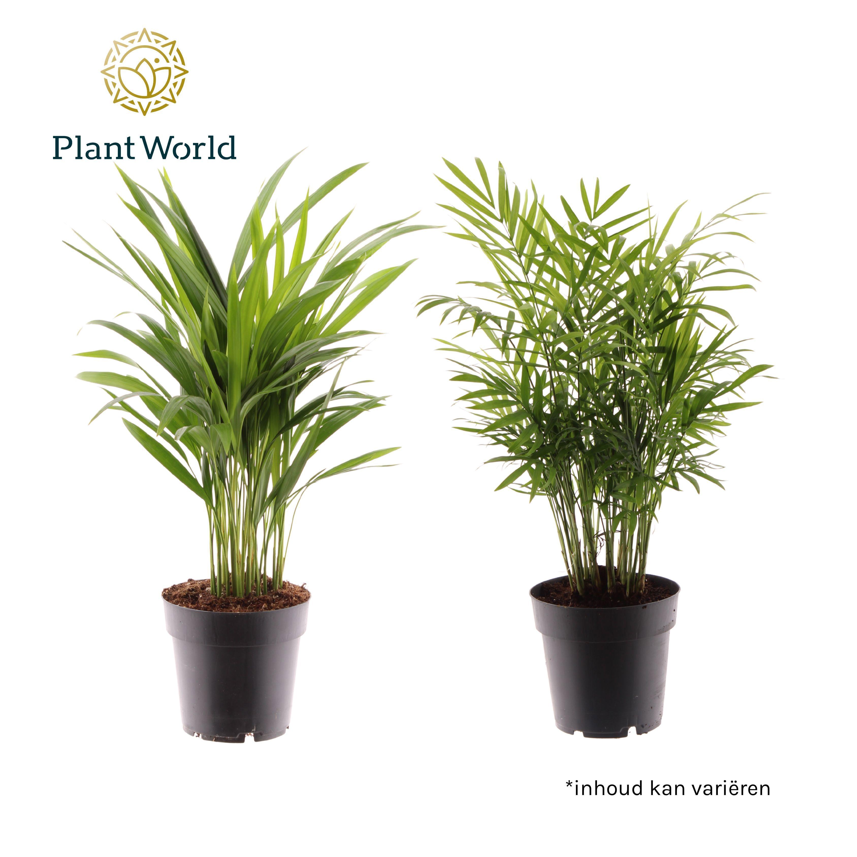 Горшечные цветы и растения оптом Palm Mix от 7шт из Голландии с доставкой по России