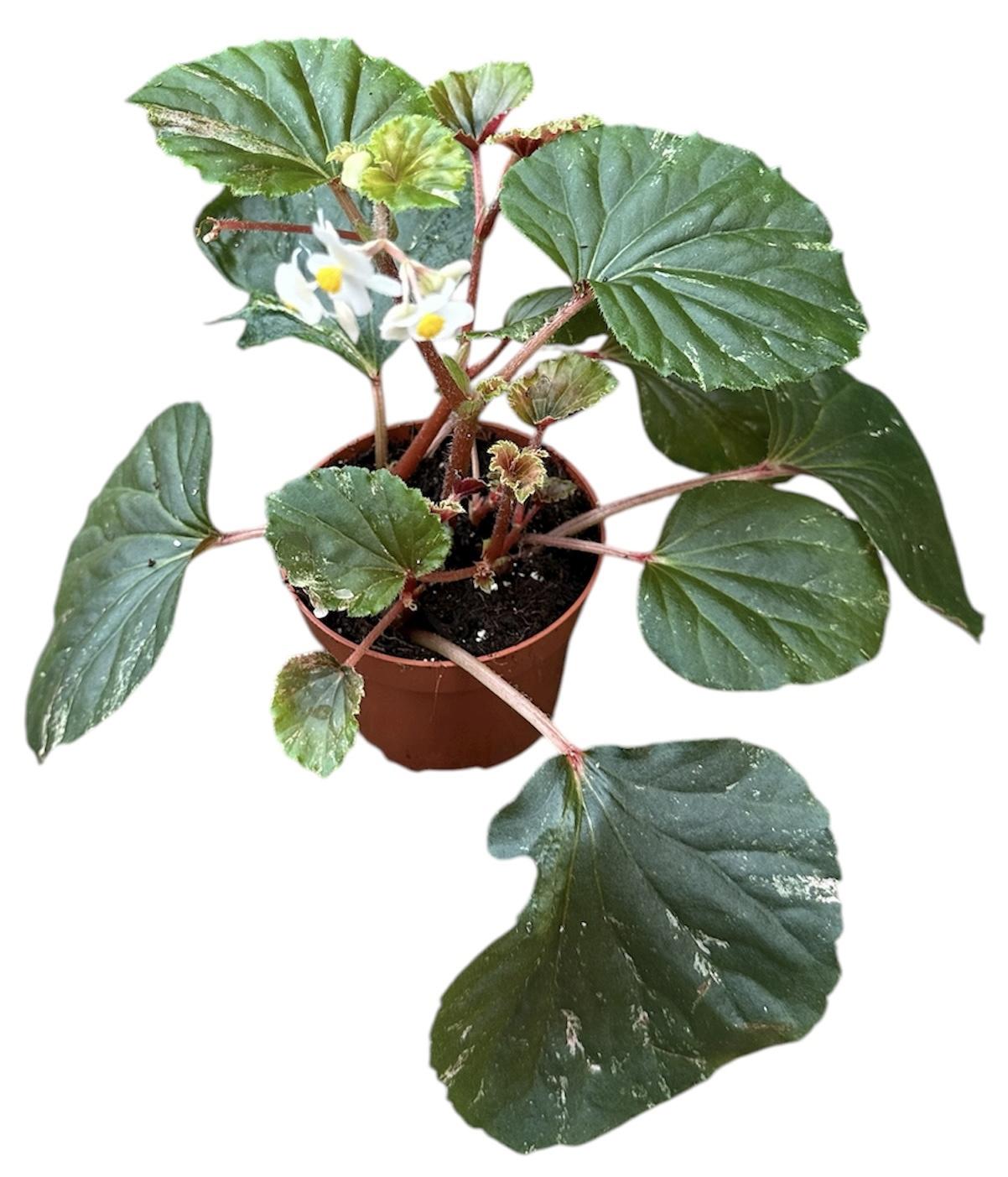 Горшечные цветы и растения оптом Begonia Cucullata от 1шт (для телеги) из Голландии с доставкой по России