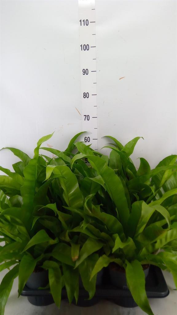 Горшечные цветы и растения оптом Asplenium Antiquum от 6шт из Голландии с доставкой по России