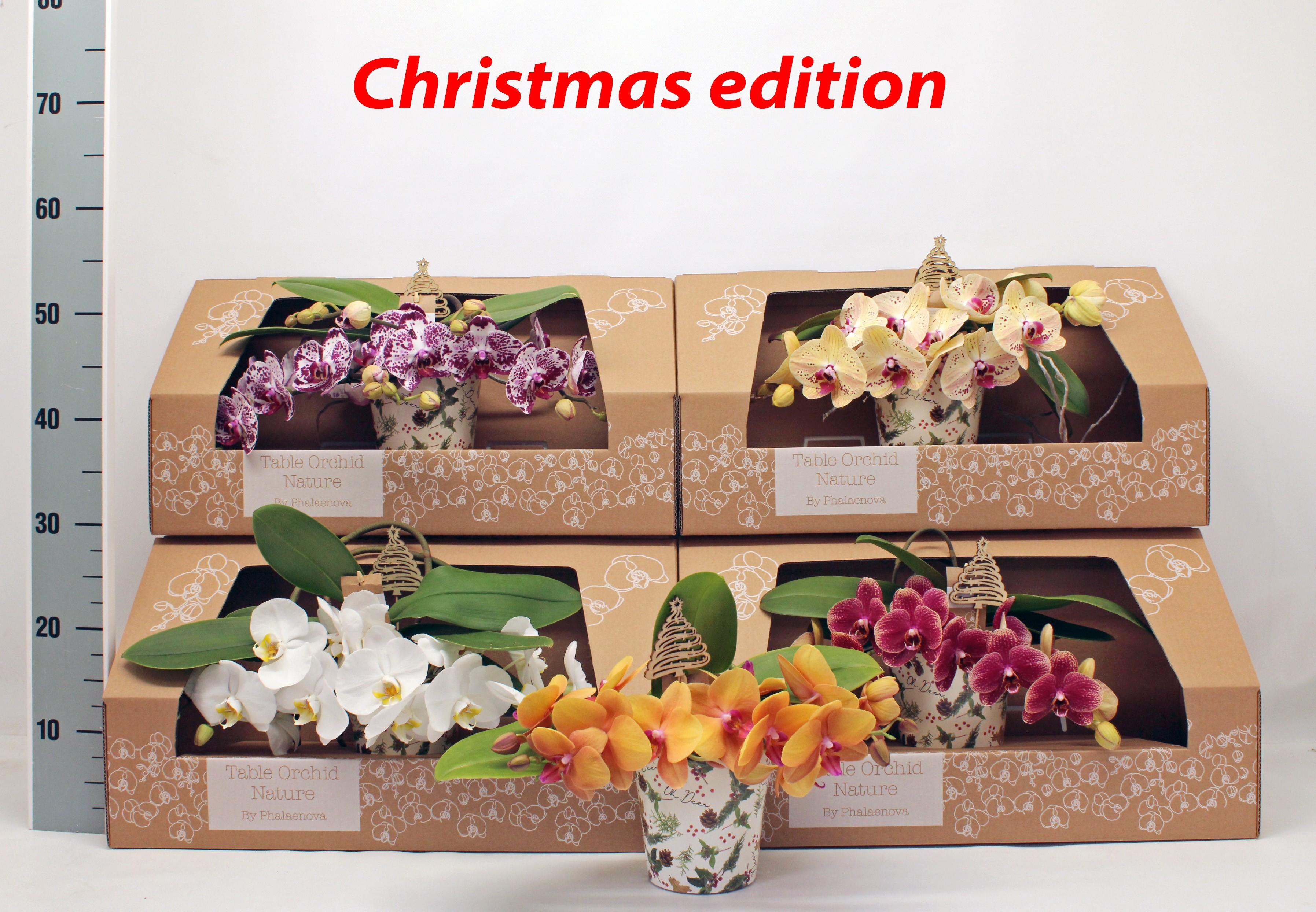 Горшечные цветы и растения оптом Phal Gem от 1шт из Голландии с доставкой по России