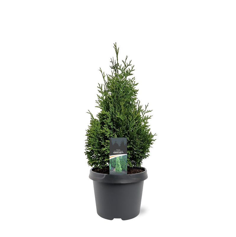 Горшечные цветы и растения оптом Thuja Occ Hurricane от 1шт из Голландии с доставкой по России