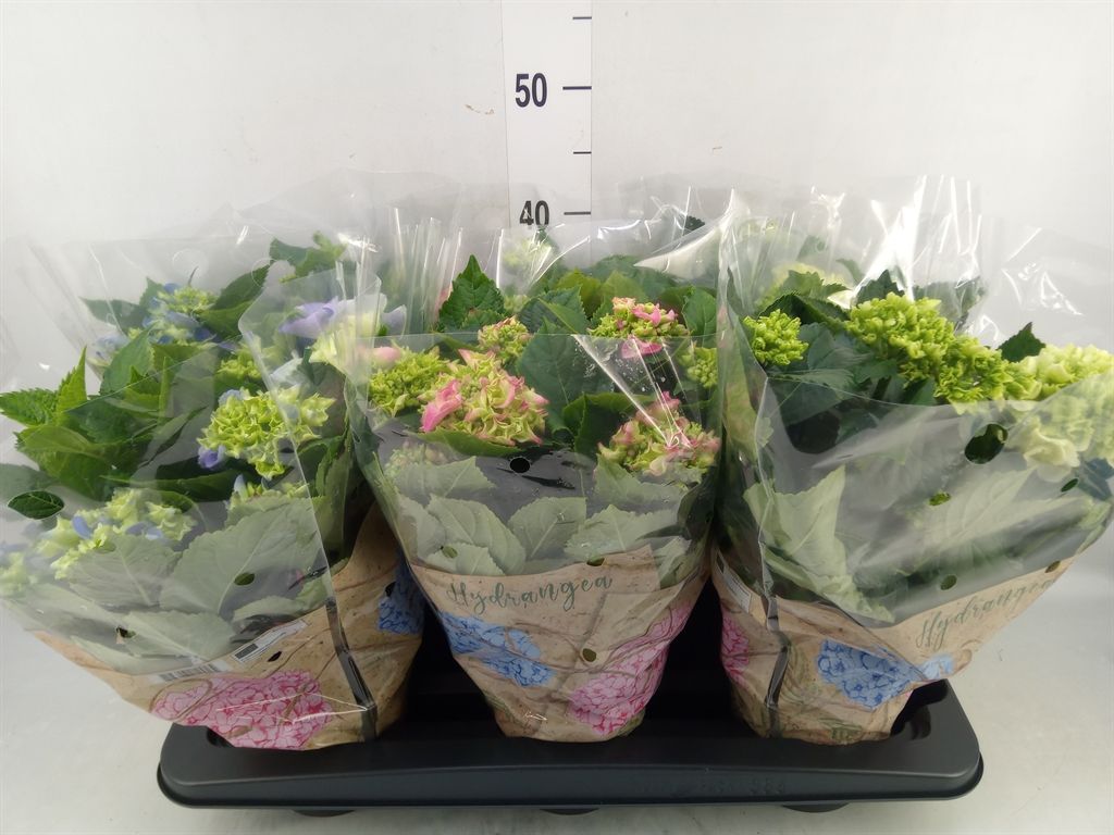 Горшечные цветы и растения оптом Hydrangea Mac.   ...mix от 6шт из Голландии с доставкой по России