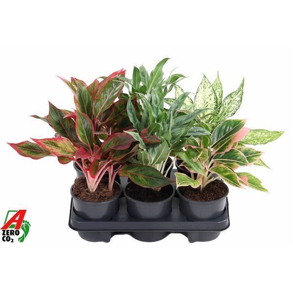 Горшечные цветы и растения оптом Aglaonema Mix (ammerlaan) от 6шт из Голландии с доставкой по России