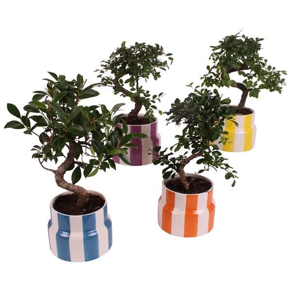 Горшечные цветы и растения оптом Bonsai Indoor Mix S-shape Ceramic от 6шт из Голландии с доставкой по России