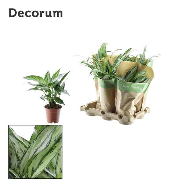 Горшечные цветы и растения оптом Aglaonema Mix In Kraft Sleeve (decorum) от 6шт из Голландии с доставкой по России